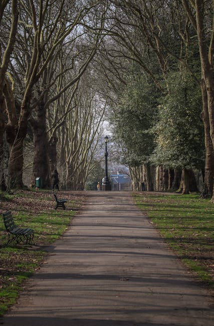 The image depicts a peaceful park scene during daytime with a wide, paved pathway lined by tall, leafless trees on either side, creating a canopy overhead. The pathway is flanked by small, green grass