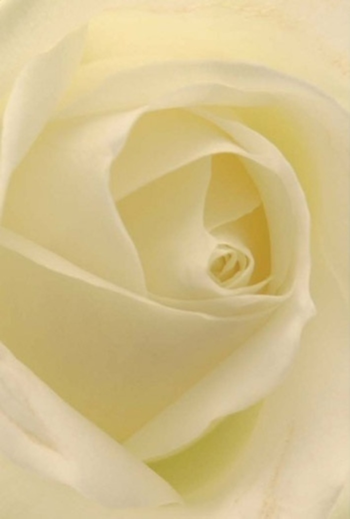 From a close vantage point, this classic white rose-carefully composed by Enfield Town Florist-showcases the sophisticated interplay of creamy white layers, blending seamlessly beneath the gentle light that characterizes an early morning in Enfield Town. Each petal exhibits velvety smoothness and gentle curves, their delicate shadows reminiscent of the tranquil ambiance found in Forty Hall's gardens. The bloom embodies serenity and understated luxury-the kind suited to elegant wedding centerpieces at local venues or as sincere tokens of apology left on doorsteps across Southbury Road. Its perfectly spiraled center hints at purity and inner resilience, while nuanced gradations in color and shadow pay homage to both nature's artistry and the practiced expertise of the florist. The imagined scent is light, clean, and subtly pervasive-a floral signature that perfectly complements heartfelt sentiments within the Enfield Town community.